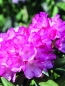 Mobile Preview: Mairol Rhododendronwohl 1 Liter