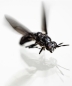 Mobile Preview: NATURDÜNGER - Insektendünger