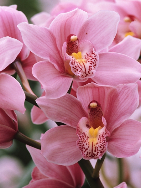 Mairol Orchideendünger